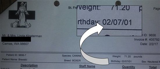 date-of-birth-doc-boxer-dog